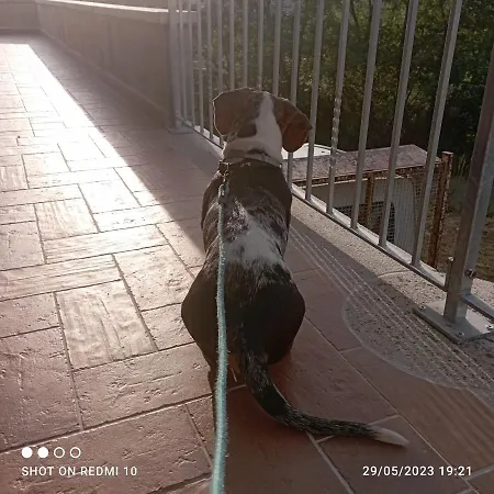 Da Silvestro 住宿加早餐酒店 滕皮奥保萨尼亚